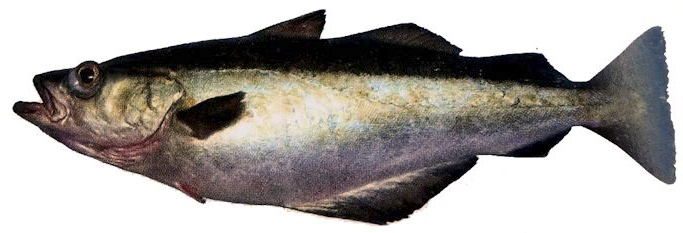 Pollachius pollachius_9999